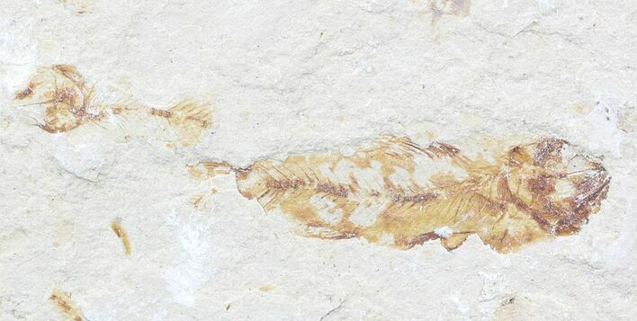Bargain, Cretaceous Fossil Fish - Lebanon #53937